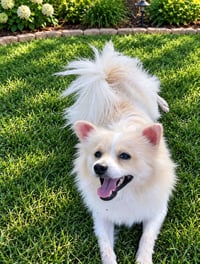 Bailey - ADOPTION IN PROCESS - Photo 2
