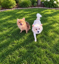 Bailey - ADOPTION IN PROCESS - Photo 4