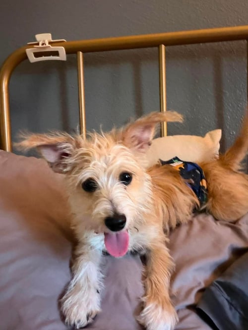 FOSTER ME - DILLON - Terrier available for adoption