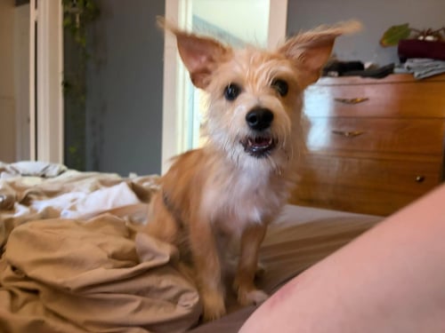FOSTER ME - DILLON - Terrier available for adoption