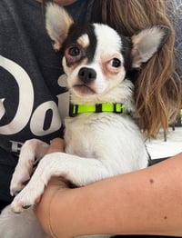 Penny Lane - ADOPTION IN PROCESS - Photo 1