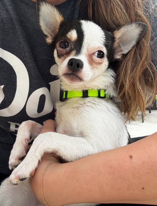 PENNY LANE - ADOPTION IN PROCESS - Chihuahua available for adoption