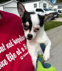 Penny Lane - ADOPTION IN PROCESS - Photo 2