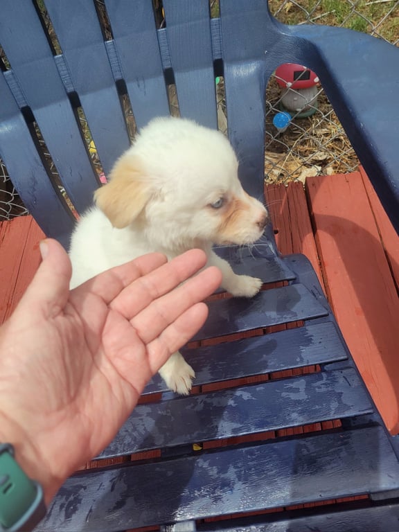 FOSTER ME - Maggie Image