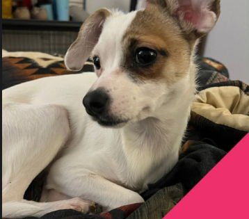 TEENIE - Rat Terrier / Chihuahua available for adoption