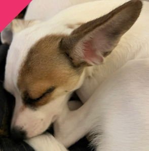 TEENIE - Rat Terrier / Chihuahua available for adoption