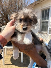 Miss Piggy - Photo 1