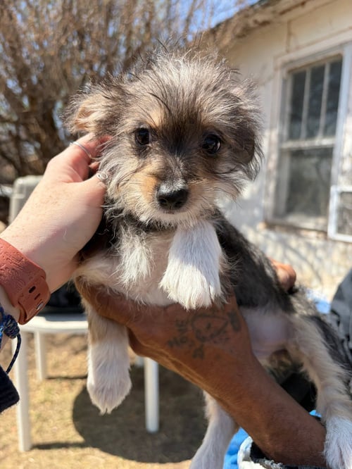 MISS PIGGY - Dachshund / Terrier available for adoption