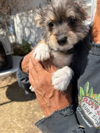 Miss Piggy - Photo 2