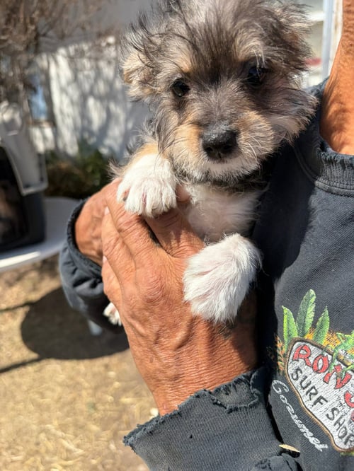 MISS PIGGY - Dachshund / Terrier available for adoption