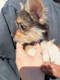 Miss Piggy - Photo 3