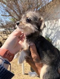 Miss Piggy - Photo 4