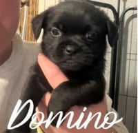 Domino - ADOPTION IN PROCESS - Photo 1