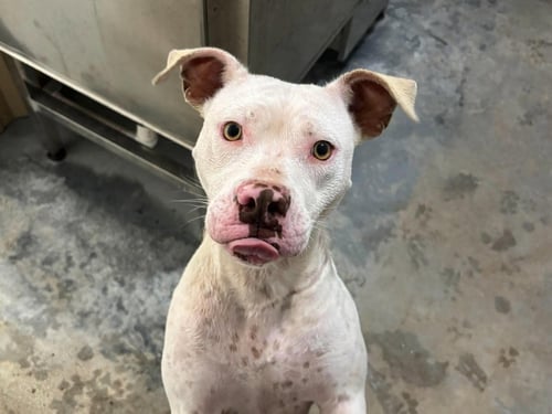 STARBURST - Pit Bull Terrier for adoption in Milwaukee