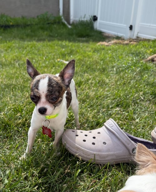 CONNOR - ADOPTION IN PROCESS - Chihuahua available for adoption