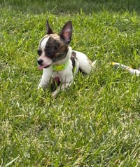 Connor - ADOPTION IN PROCESS - Photo 3