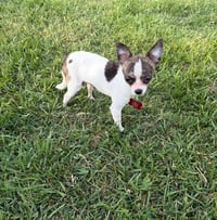 Connor - ADOPTION IN PROCESS - Photo 4