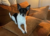 Lola - ADOPTION IN PROCESS - Photo 1