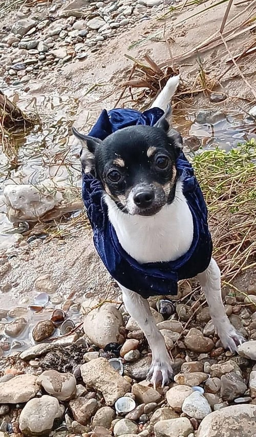 LOLA - ADOPTION IN PROCESS - Chihuahua available for adoption