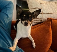 Lola - ADOPTION IN PROCESS - Photo 4