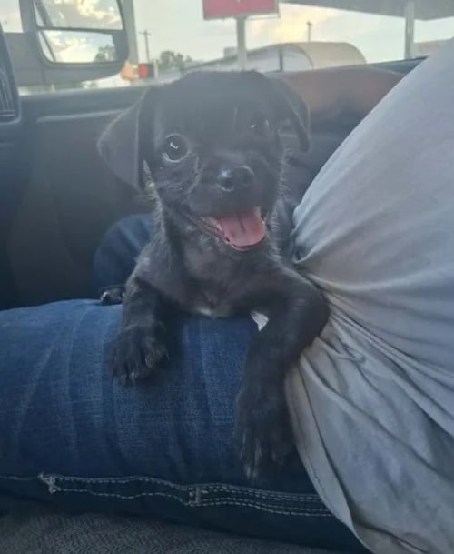 BUTTON - Terrier available for adoption