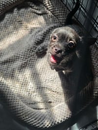 Button - ADOPTION IN PROCESS - Photo 3