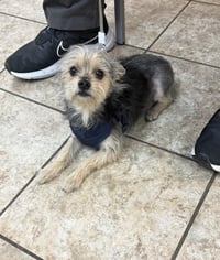 Charlie - ADOPTION IN PROCESS - Photo 1
