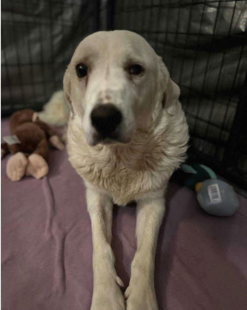 Kora - ADOPTION IN PROCESS - Photo 3