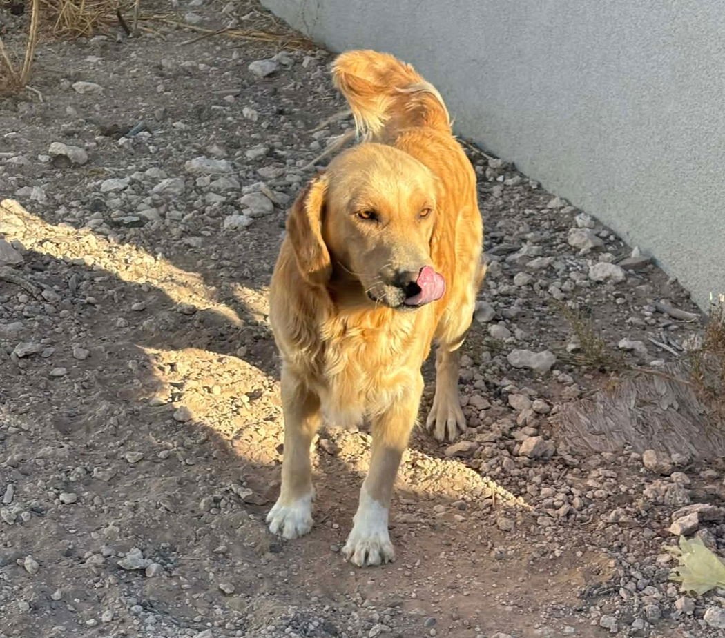 MAX - ADOPTION IN PROCESS - Golden Retriever available for adoption