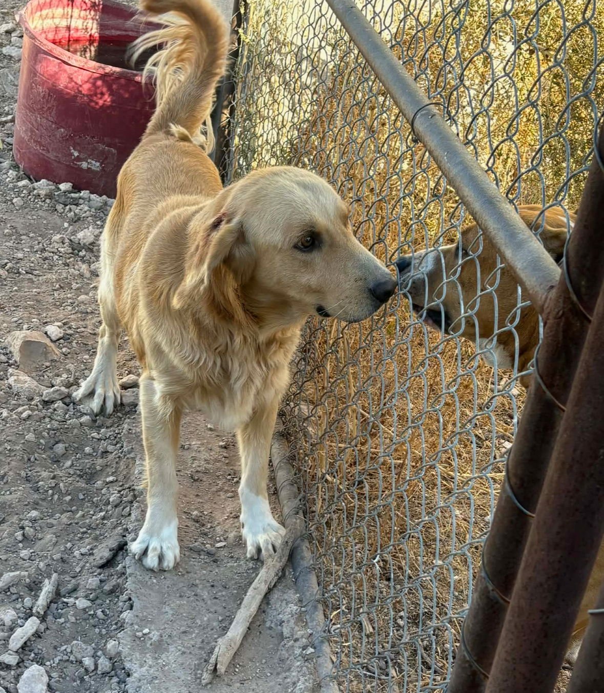 MAX - ADOPTION IN PROCESS - Golden Retriever available for adoption