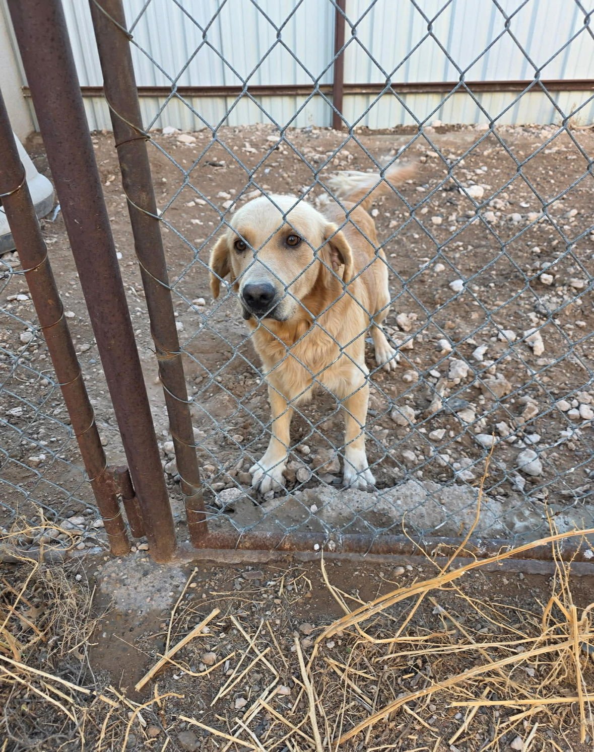 Max - ADOPTION IN PROCESS - Photo 3