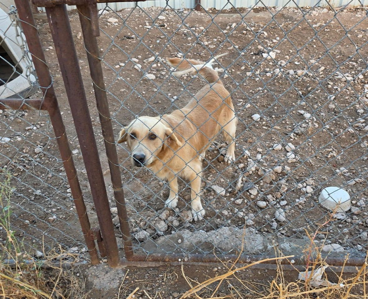 Max - ADOPTION IN PROCESS - Photo 4