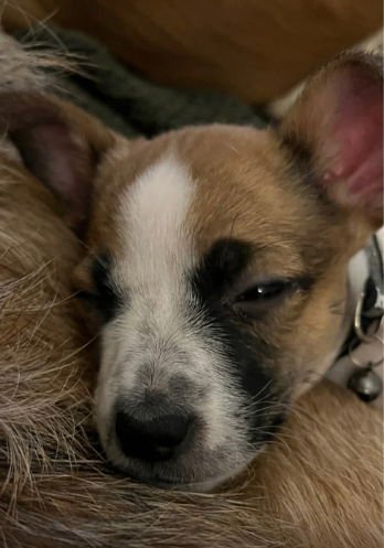 KOAH - ADOPTION IN PROCESS - Rat Terrier / Chihuahua available for adoption