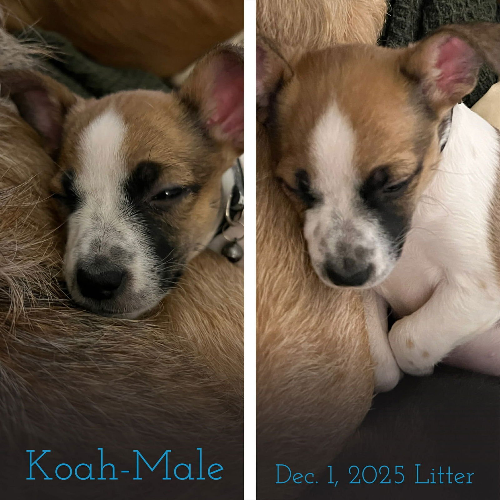 KOAH - ADOPTION IN PROCESS - Rat Terrier / Chihuahua available for adoption