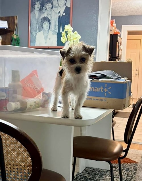 TOGO - ADOPTION IN PROCESS - Terrier available for adoption