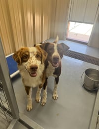 Comet - ADOPTION IN PROCESS - Photo 2