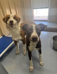 Comet - ADOPTION IN PROCESS - Photo 3