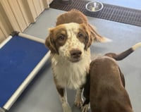 Comet - ADOPTION IN PROCESS - Photo 1