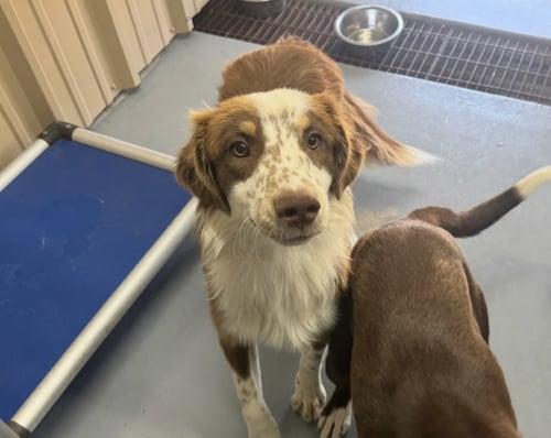 COMET - ADOPTION IN PROCESS - Australian Shepherd for adoption in Milwaukee