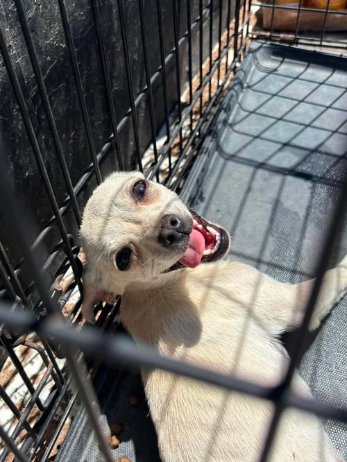 BIANCA - Chihuahua available for adoption