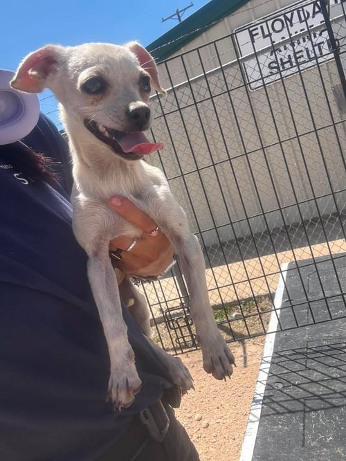 BIANCA - Chihuahua available for adoption