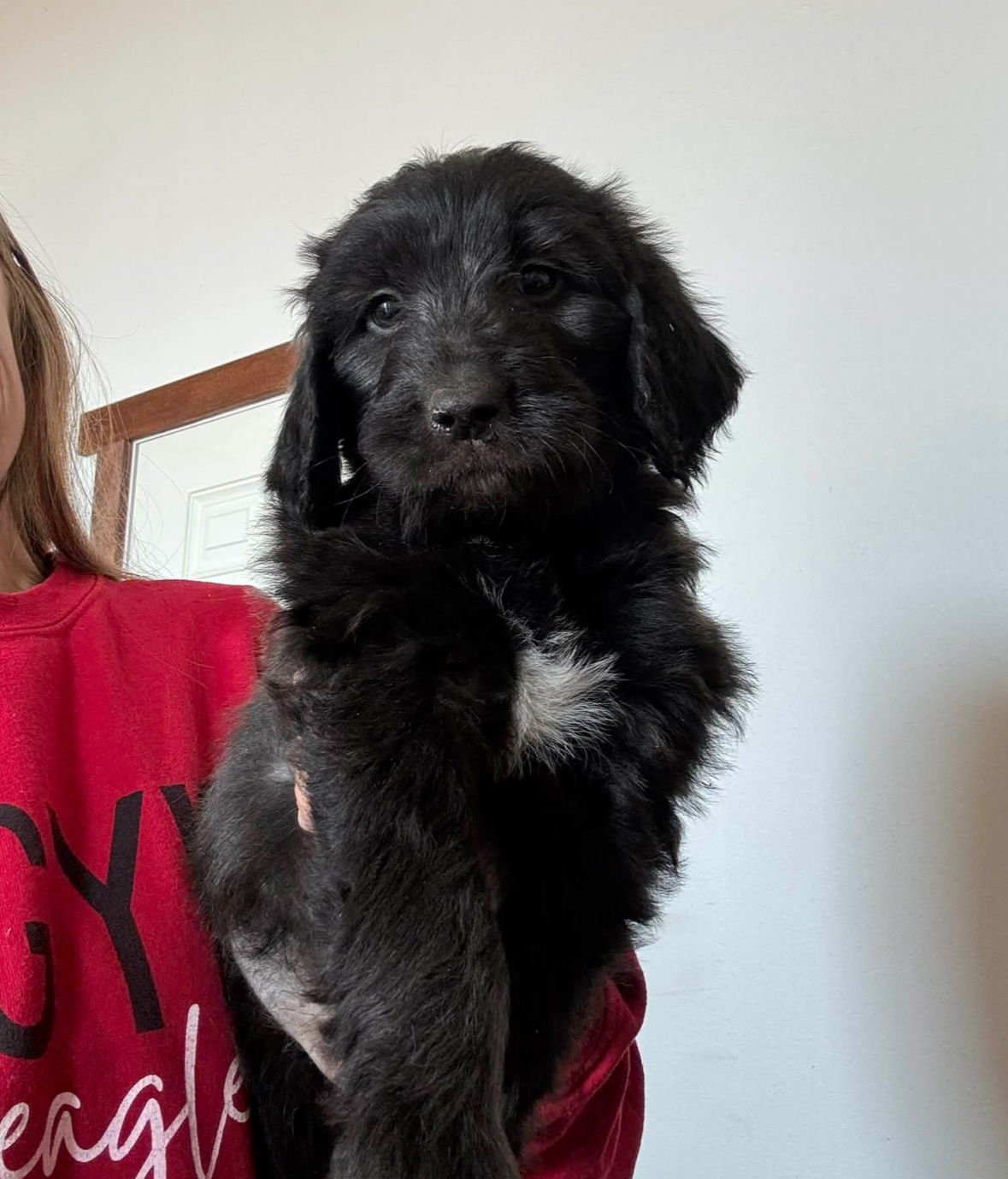 DOUG - ADOPTION IN PROCESS - Poodle (Standard) / Black Mouth Cur available for adoption