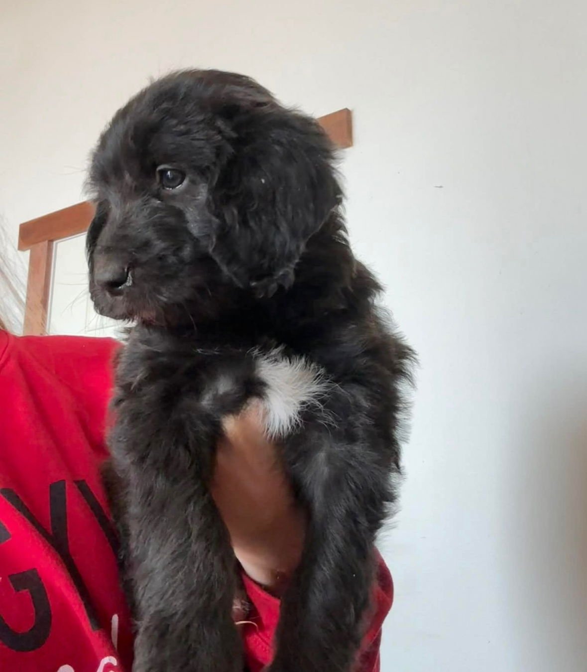 DOUG - ADOPTION IN PROCESS - Poodle (Standard) / Black Mouth Cur available for adoption