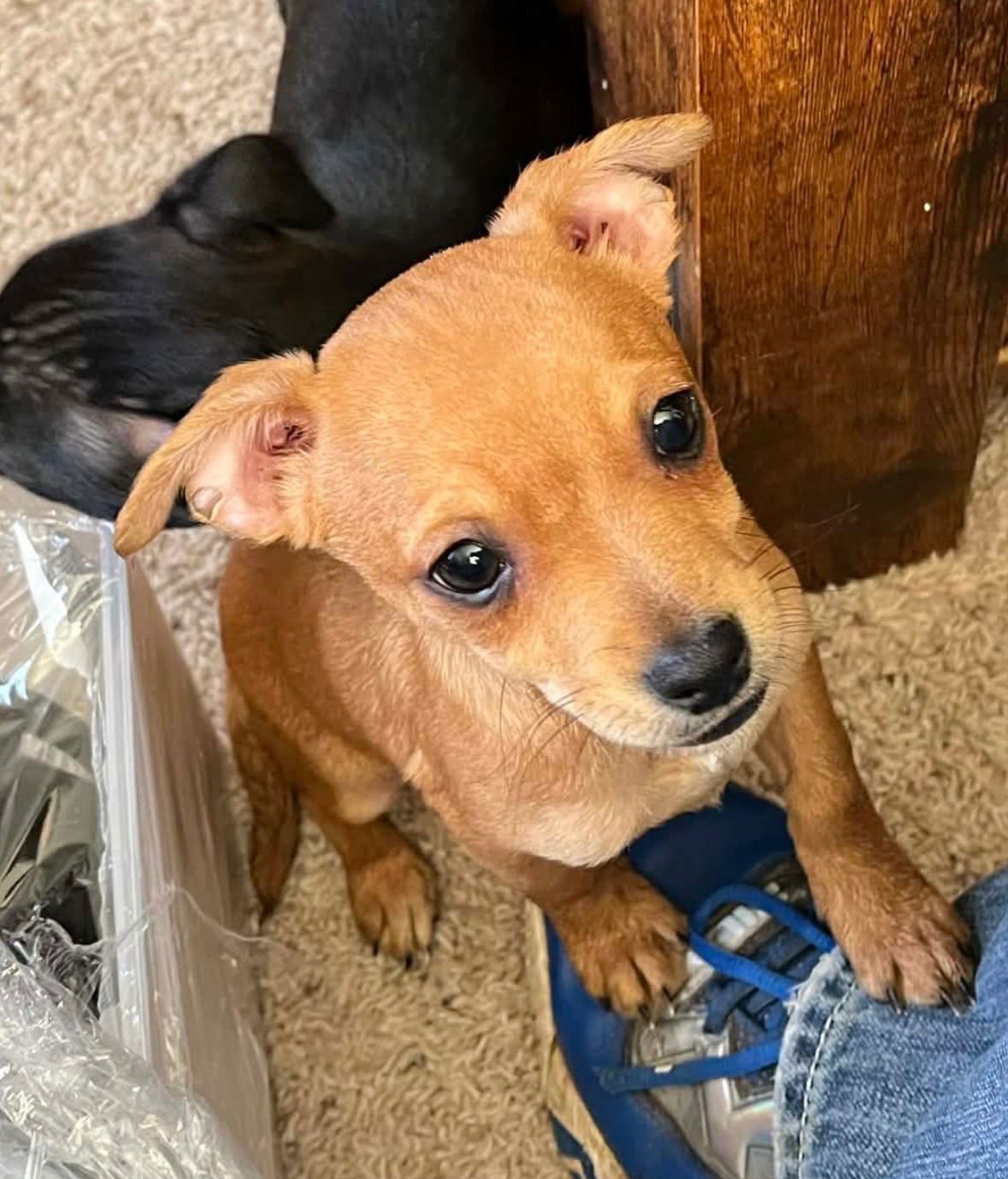 STORM - Chihuahua / Dachshund available for adoption