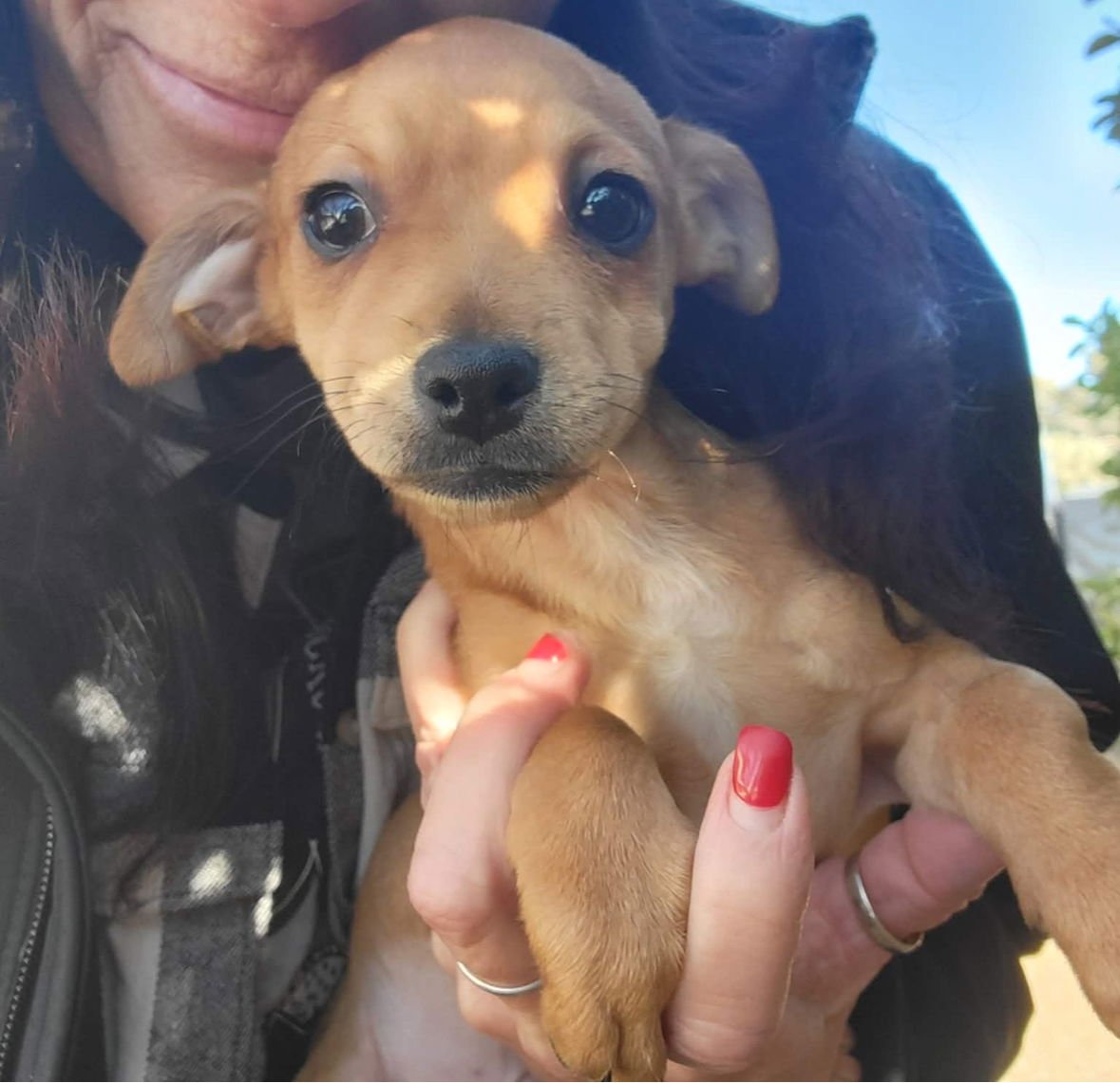 STORM - Chihuahua / Dachshund available for adoption