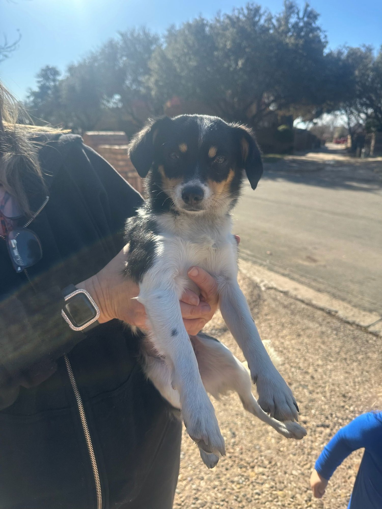 MAEVE - ADOPTION IN PROCESS - Chihuahua available for adoption