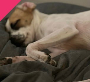 WINNIE - Rat Terrier / Chihuahua available for adoption