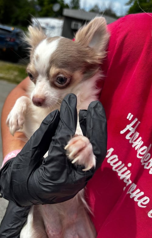 DORI - ADOPTION PENDING - Chihuahua available for adoption
