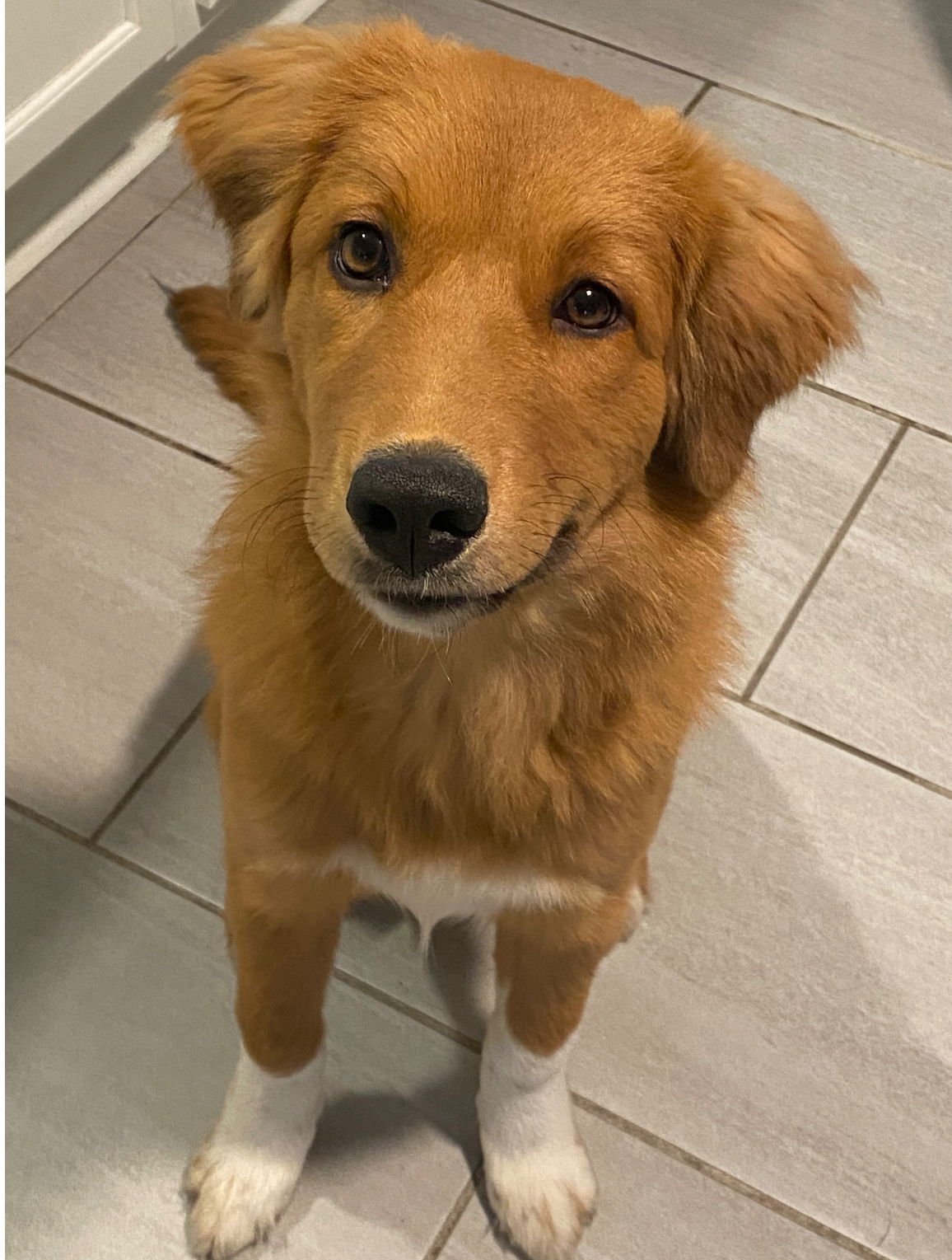 TRIXIE - ADOPTION IN PROCESS - Great Pyrenees / Golden Retriever available for adoption