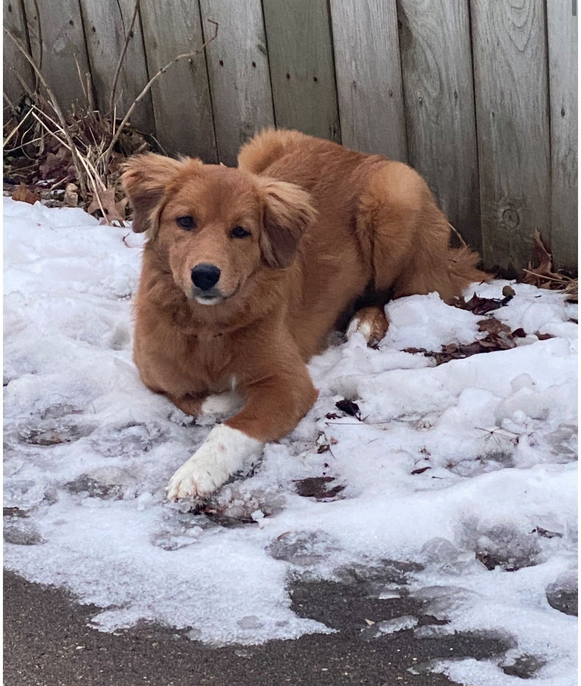 TRIXIE - ADOPTION IN PROCESS - Great Pyrenees / Golden Retriever available for adoption